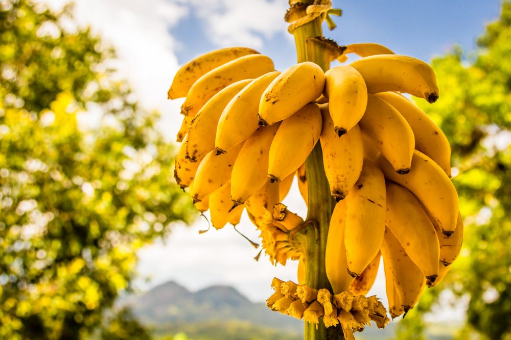 bananas-jamaica2.jpg